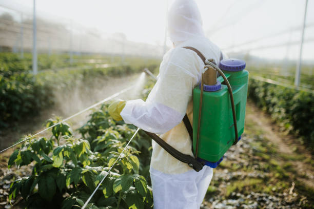 Best Insect Control  in Laguna Vista, TX